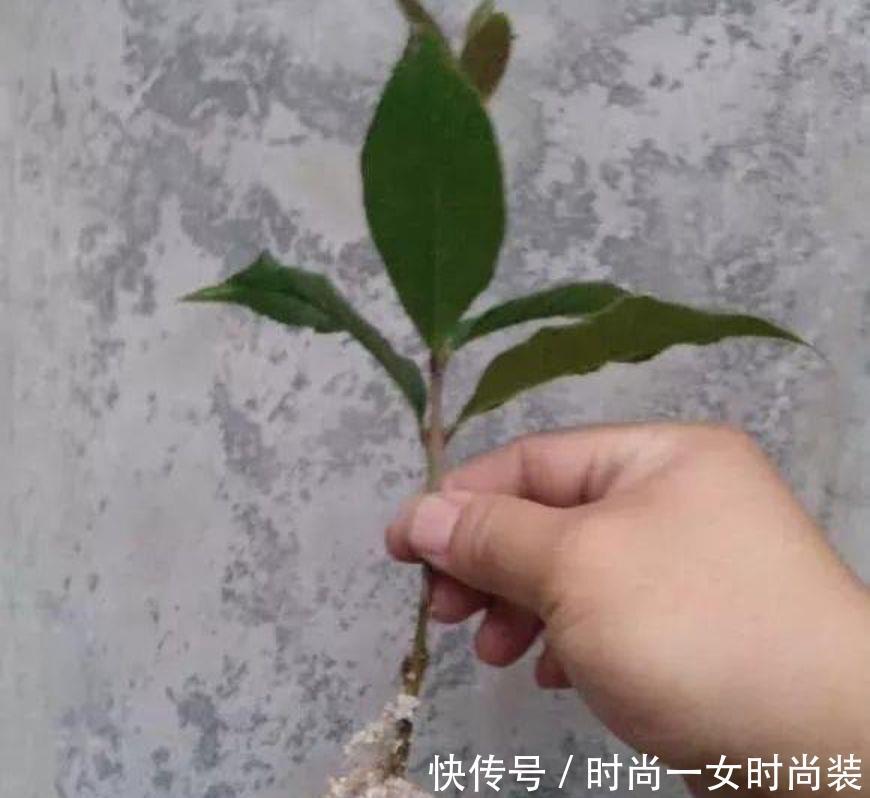  [扦插]这4种“木质”花，趁着“秋天”扦插，1盆变10盆，来年就开花