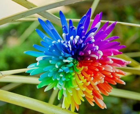 流光■喜欢菊花,不如养盆“稀世名菊”彩虹菊,似流光彩霞,回光返照