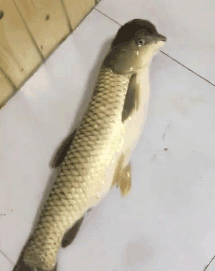 钓上：男子河边钓上一条鱼,认真一看蒙圈了