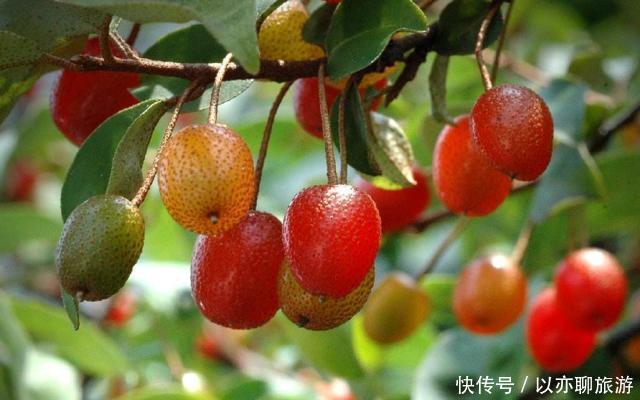  已成|人称“羊奶果”，小时候常常吃，如今城里盆栽做盆景，已成