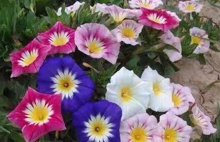 『排水良好』推荐一花多色的5种植物，缤纷多姿