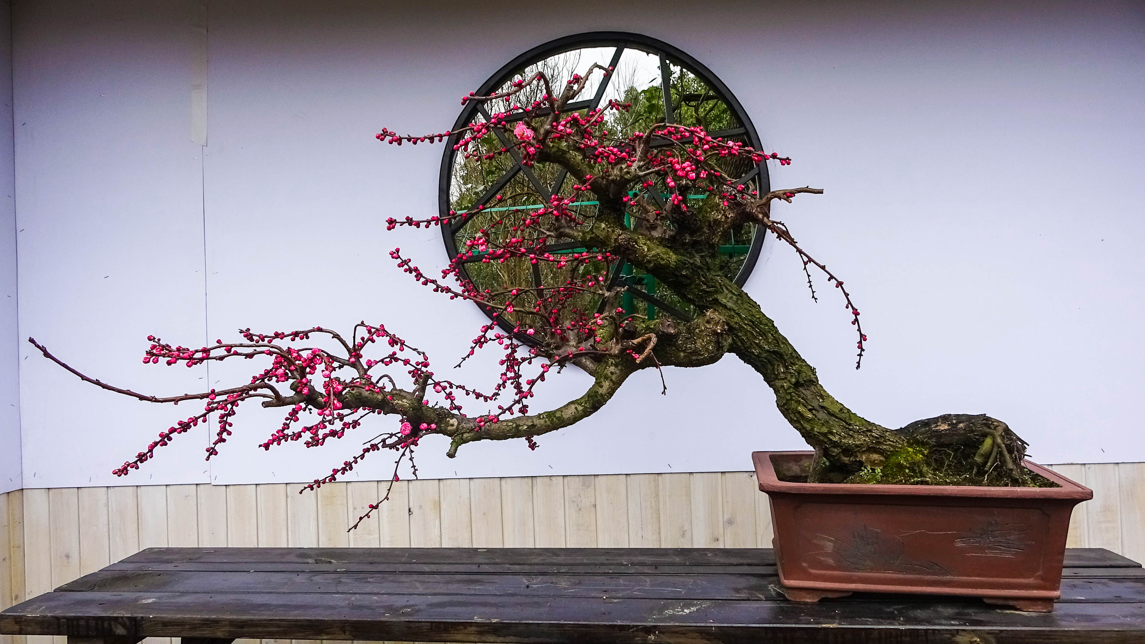 2019，梅花盆景-摄于苏州香雪海景区
