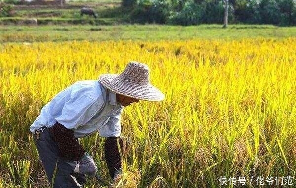 江西一些地方稻谷只卖到0.71元一斤，田地还能种吗？