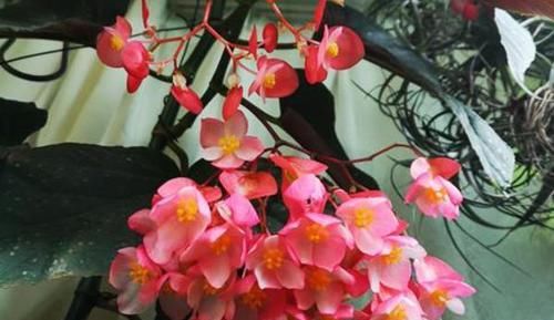  #茶花#种好了这三种花，全年开不停，让您的花园从此惊艳起来!