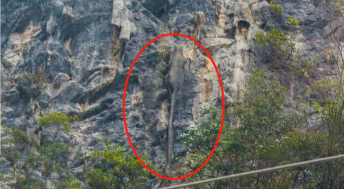 游客在旅途中，无意拍摄到重庆悬崖峭壁上，趴着一只3米长大老鼠