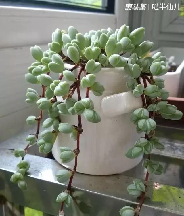  『白菜』多肉断水12天,绿白菜秒变红舞娘,想要上色就得...