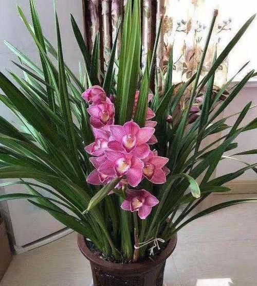  『还要』花香莫过于此花，比香水还要香，花色粉红可爱，一杆多花婀娜多姿