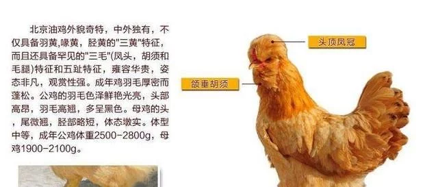 100个常见鸡的品种大全，肯定有你没见过的