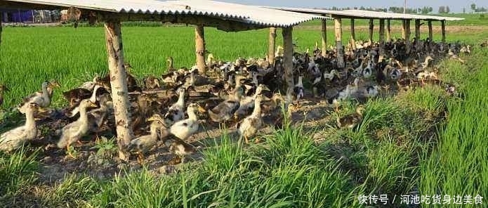  「家庭财富」农村老话：“家财万贯，带毛的不算”，为啥要这样