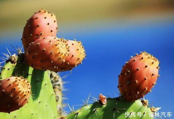 农村大爷种植“仙人掌”，结果后卖到40元一斤，城里的上等水果