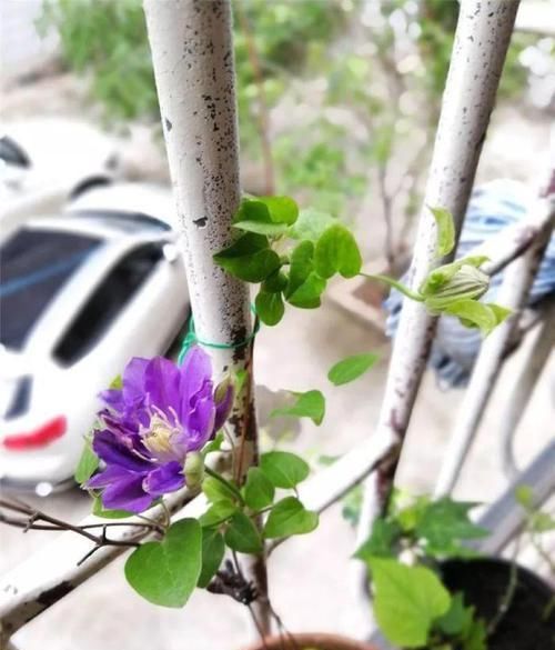  扦插：藤本女王铁线莲这样养，当年开花，花色多彩艳丽，气味芳香怡人