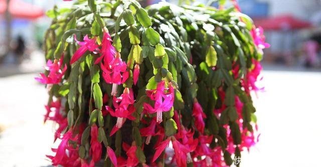  [便宜]一种自制肥便宜又简便，是蟹爪兰开花的“猛料”