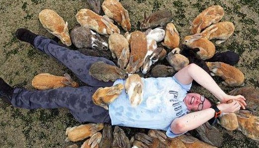 日本最神奇的一座岛屿，发家靠兔子，如今每年要接待十五万的游客