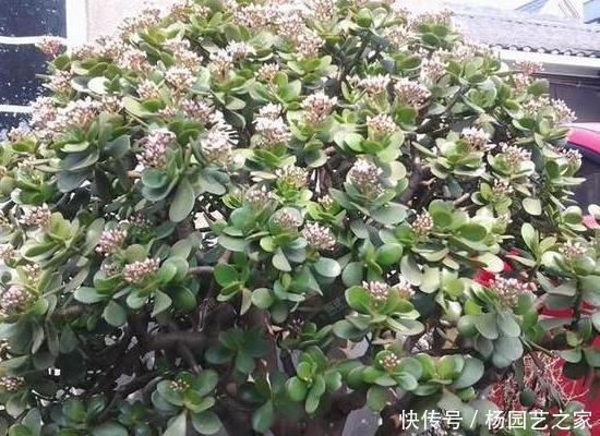 『将齿』如何将齿苋树变成老桩?学会4个养护重点,难度系数可为零