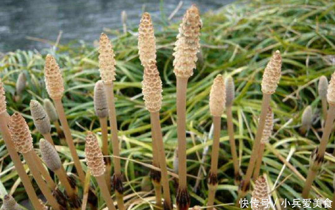 在田里发现这种野草，记得带回家，现在很珍贵，而且根能吸金