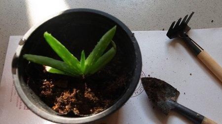  「营养」芦荟养了几年没变化,矮矮小小的不长个,原来是这3个原因在影响