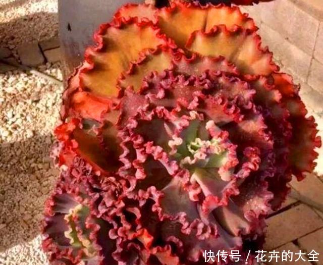 『包菜类』迷人的多肉舞会红裙,养护注意关键5点,红边明显,光彩照人