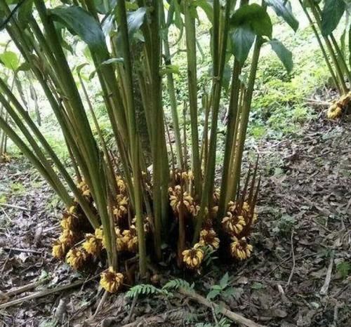  花友■在南方野地里，1种植物人称“草果”，看到要珍惜，不多见、珍贵