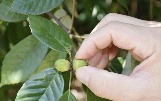  果树：山上的“一种果树”，果实就是“陀螺”，孩子值得好好采