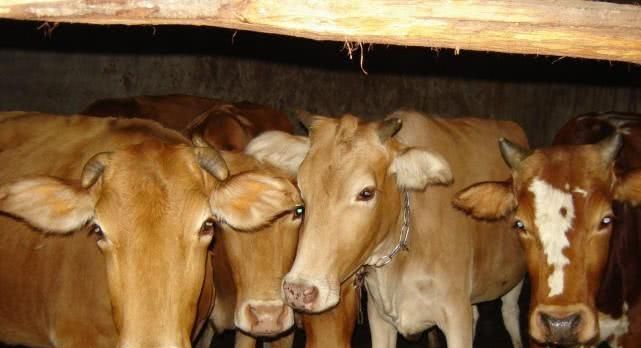 养黄牛成本不高，为啥养的人却很少呢？专家不懂农民的苦衷！