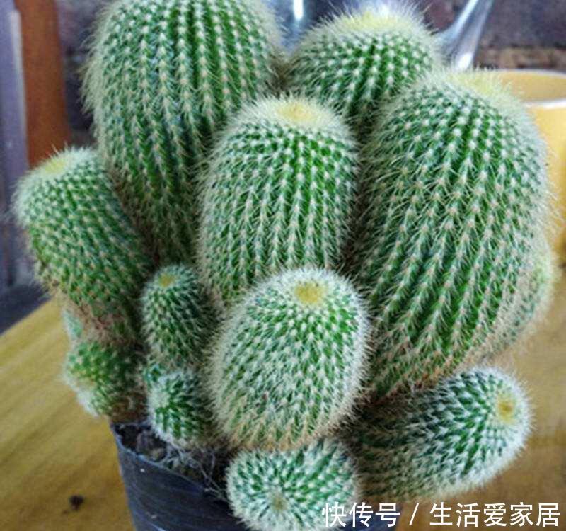  调节：“3种花”是空气净化高手，养一盆放屋里，还能调节室内气候
