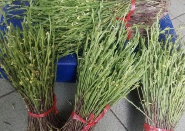  药草@长在农地里，人称疳积草，看着没有1米高，却是“药草”，