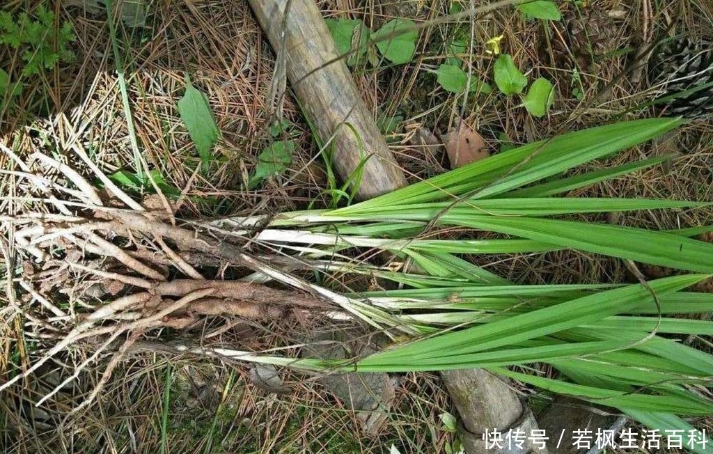 山里一种似竹叶的野草，民间俗称“土人参”，炖肉吃对男人有好处