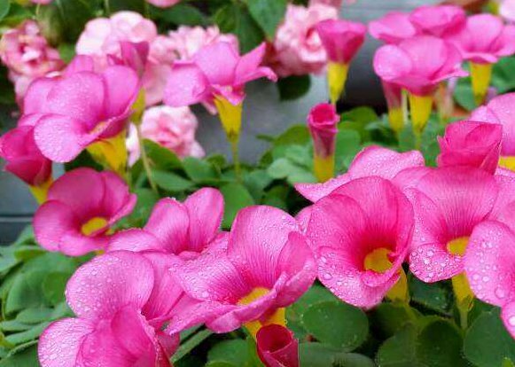 「皮实」养花太操心?5款“皮实”的花卉,阳台开成小花园,花朵烂漫迷人