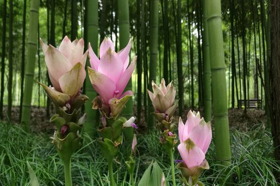 “热带郁金香”，在西湖边开啦