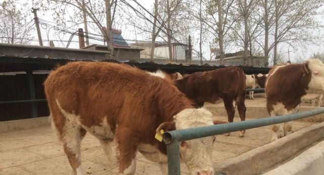 养黄牛成本不高，为啥养的人却很少呢？专家不懂农民的苦衷！