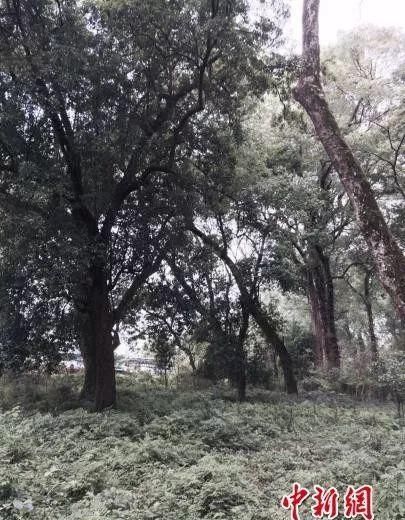  「竟是」江西的省鸟、省花、省树是什么？原来竟是它们……