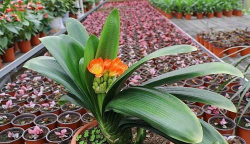  「种植」花卉种植技术：想养殖好花卉君子兰，君子兰养护这几点不要做！