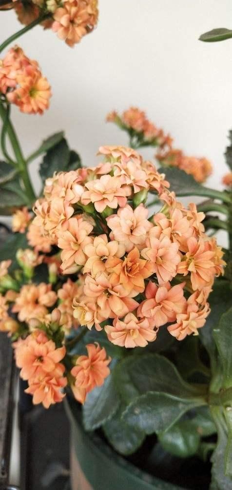  「很快」封闭阳台养这4种花，很快变成花海，现在养刚刚好