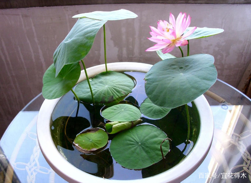  【何在】碗莲为何不开花？原因何在？如何选购和栽培？