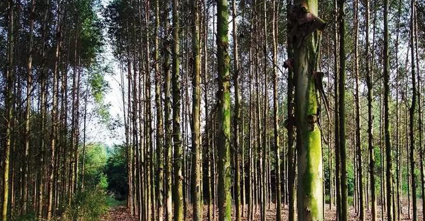  水土保持|为什么桉树被称为“断子绝孙树”？