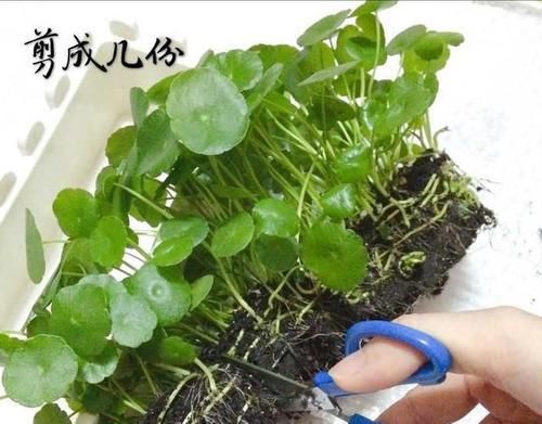  「铜钱草的叶」铜钱草长得很密，想给铜钱草分盆该怎么做不散乱倒伏？