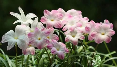  「家里」6种花，占地小开花多，摆在家里很精致！