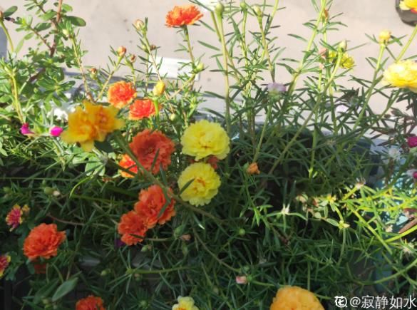  【阳台】5种开花机器，从春一直开到秋，阳台天天有花赏！