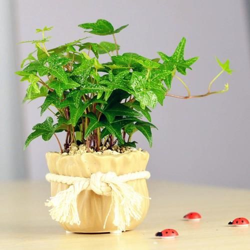  『卧室里面』这几种植物，祛除异味能力超强，赶紧摆放在卧室里吧！