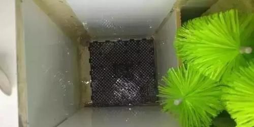  鱼缸：还在用鱼缸养鱼, 太难看了, 在阳台砌个鱼池漂亮又拉风!
