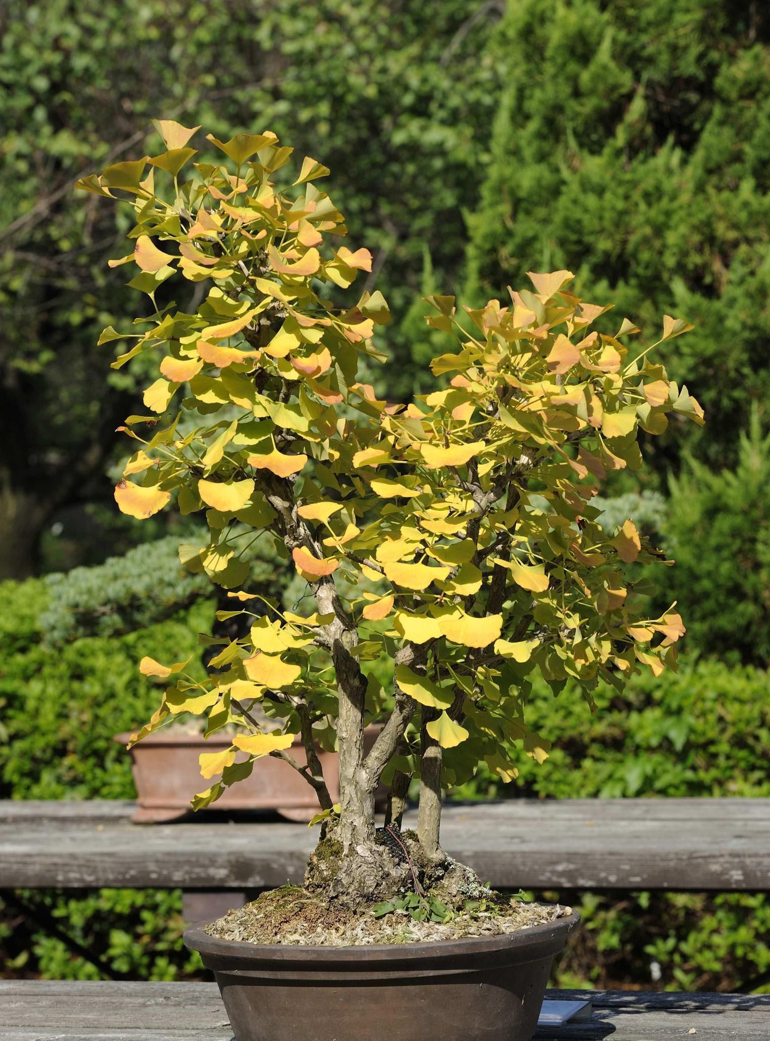  「漂亮」5种寿命最长的木本植物，长势强易管理，开花漂亮，可当传家之宝