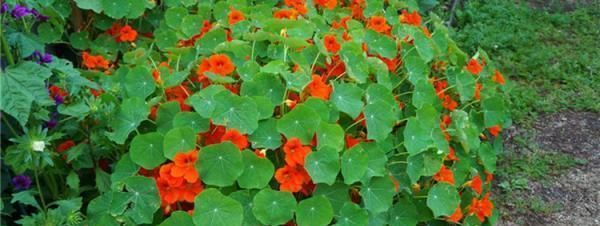  『绿萝』这花花期100天，一个枝条扦插一盆，叶子像荷叶，比绿萝漂亮好养