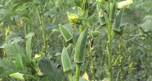  「美誉」被称为“植物伟哥”的美誉，一上市都被抢着吃，农民拍