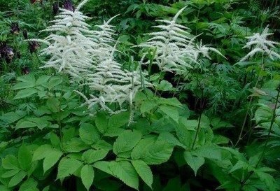  『草丛』升麻生于山坡草丛、林边、山路旁，花小，黄白色