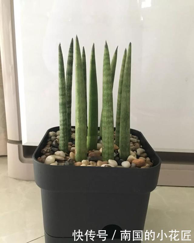 【花钱买】3种花太贵,不用花钱买,剪3根枝插土里,2周能生根!