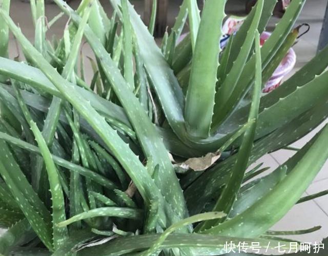  #旺盛#有“2种花”耐旱，1个月浇水一次，依旧旺盛，养1盆在家，好看！