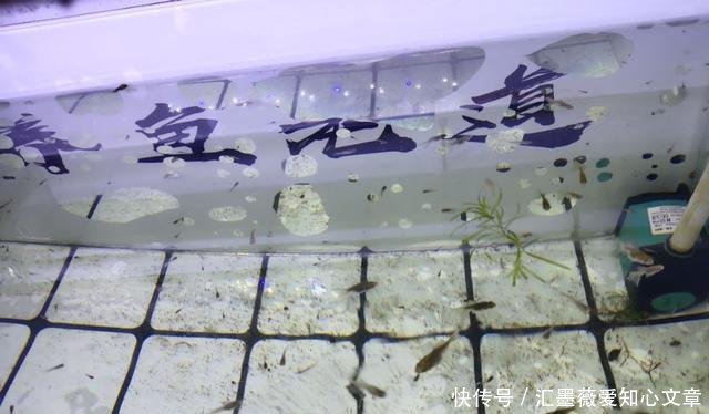  #烦恼#家庭养鱼最大的乐趣是繁殖成功，最大的烦恼是成功繁殖后