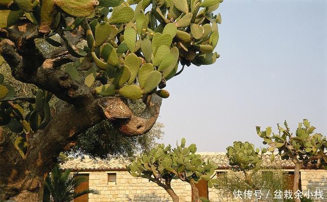 巴掌|仙人掌养成树?厉害花友真多,把巴掌大小的叶片,竟养成大树!