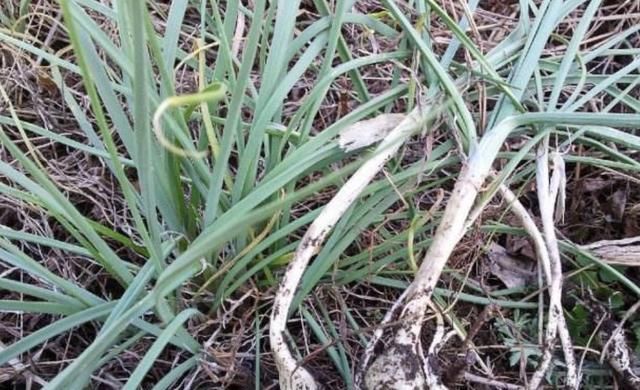  「植物」农地里,1种“小根蒜”并不起眼,有着肥厚的“鳞茎”,却珍贵!
