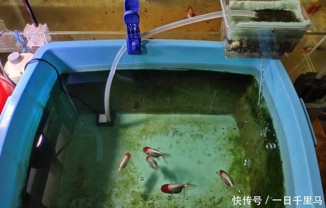 水质|鱼缸的藻类确实是个好东西,对水质而言,成也是它们败也是它们